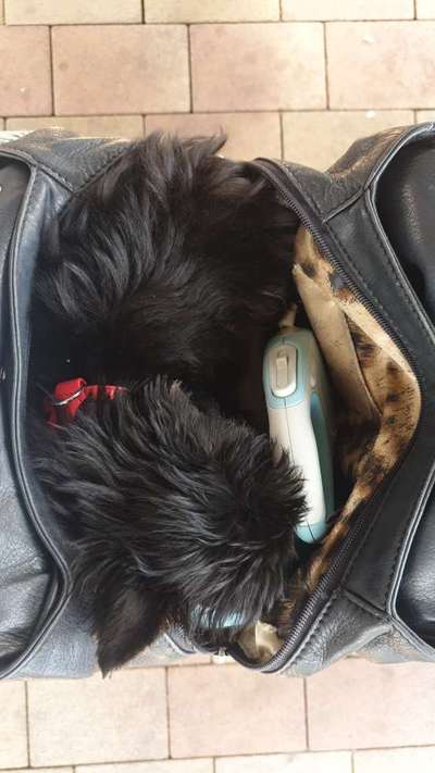 Welpen Bilder !-Beitrag-Bild