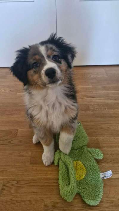 Hundetreffen-Welpentreff Spielfreunde gesucht-Bild