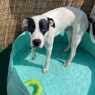 Hundetreffen-Sozialisierung mit Weibchen und kastrierten Rüden. Am besten in seiner Größe.