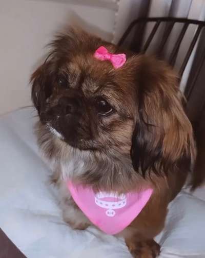 Dogorama Photo Challenge - Portrait-Beitrag-Bild