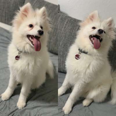 Dogorama Photo Challenge - Portrait-Beitrag-Bild