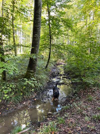 Hundetreffen-Waldspaziergang mit Naike-Bild