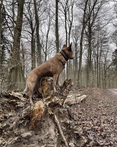 Hundetreffen-Kontrollierter Hundekontakt für unsichere Hündin-Bild