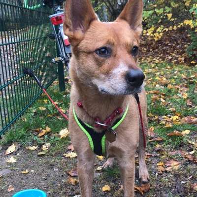 Hundetreffen-CaniCross-Bild