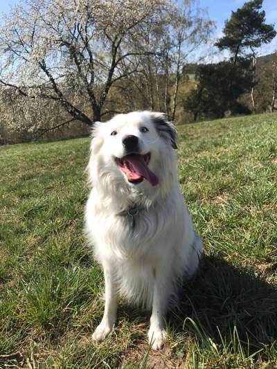 Die Dogorama Monats Challenge "Es grünt und blüht"-Beitrag-Bild