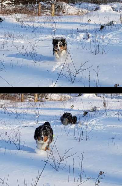 Foto Challenge Nr.: 114
Hunde im Schnee-Beitrag-Bild