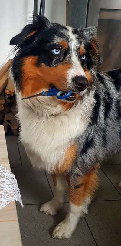 Fotosammlung: ,,Der natürliche Hund" Unbearbeitet, ungestellt und in Natura-Beitrag-Bild