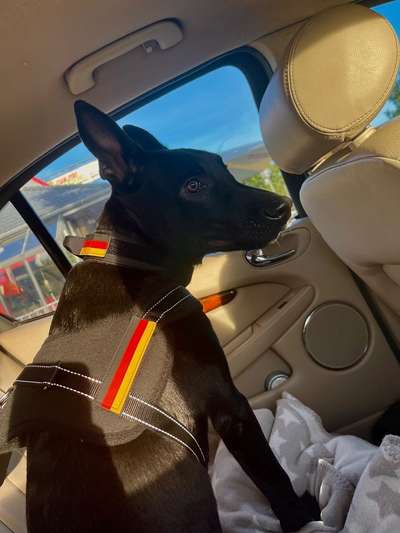 Mischlingshunde Foto Aufruf-Beitrag-Bild