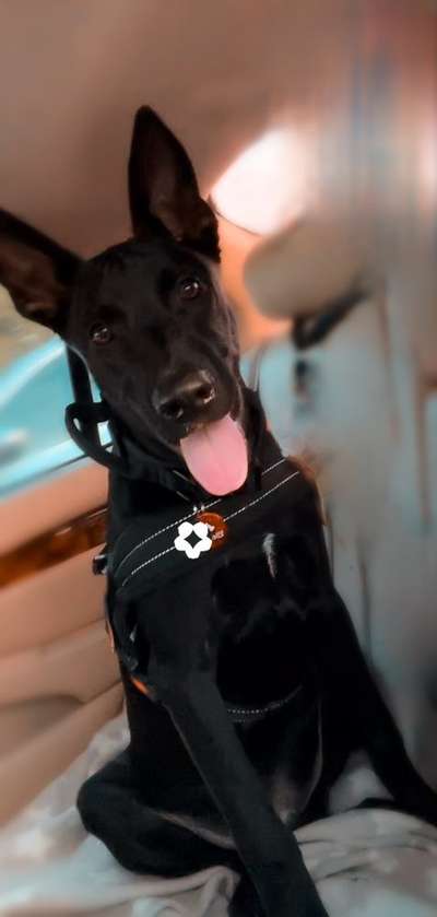 Mischlingshunde Foto Aufruf-Beitrag-Bild