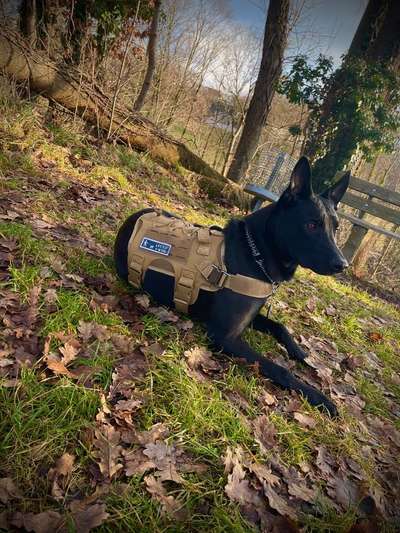 Zeigt eure Malinois!!!-Beitrag-Bild