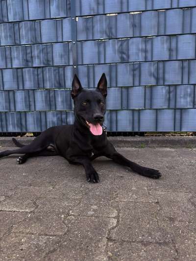 Zeigt eure Malinois!!!-Beitrag-Bild