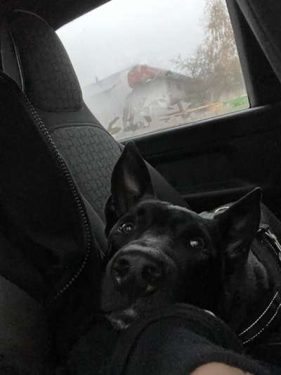 Warum liebst du deinen Hund?-Beitrag-Bild