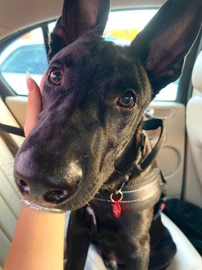 Mischlingshunde Foto Aufruf-Beitrag-Bild