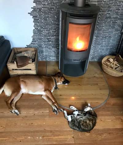 Hund und Katz Momente-Beitrag-Bild