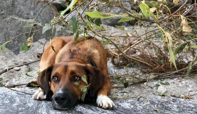 Dogorama Photo Challenge - Steine/Felsen-Beitrag-Bild