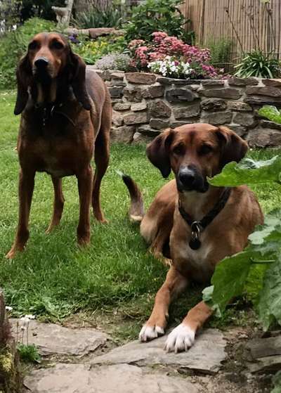 Hunde aus Griechenland-Beitrag-Bild