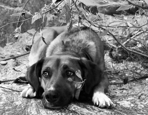 Foto-Challenge 76: Foto in Schwarz-Weiss-Beitrag-Bild