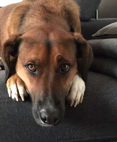 Hunde aus Griechenland-Beitrag-Bild