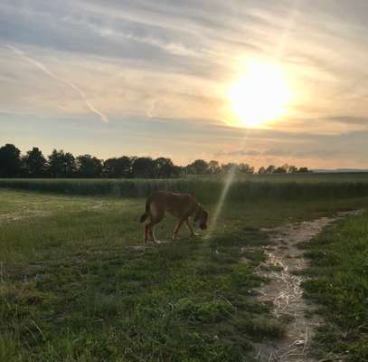 SonnenSTRAHLEN-Beitrag-Bild