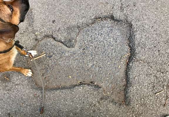 Dogorama Photo Challenge - Zufallsfund beim Gassi-Beitrag-Bild