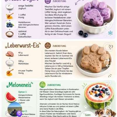 🍦 Hundeeis im Sommer: Abkühlung oder unterschätztes Risiko?-Beitrag-Bild