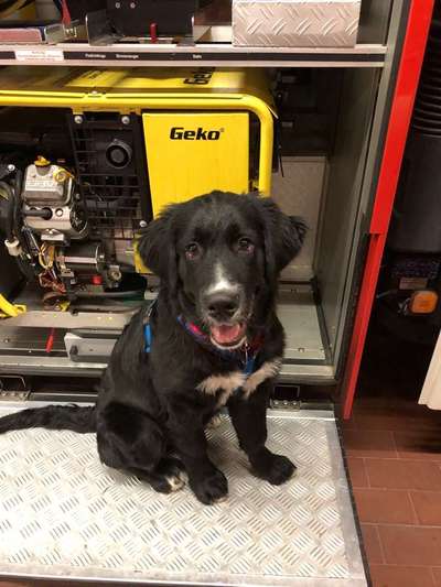 Hobby's mit Hund-Beitrag-Bild