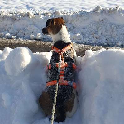 Hundetreffen-Spielen und Üben-Bild