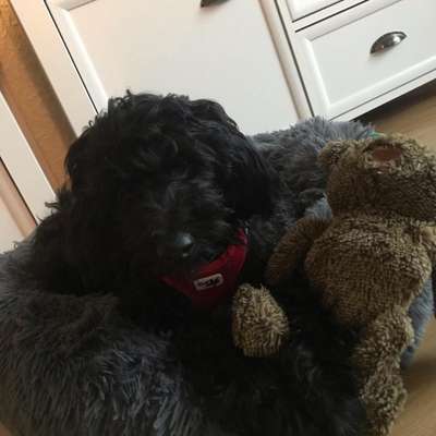 Welpen Bilder !-Beitrag-Bild