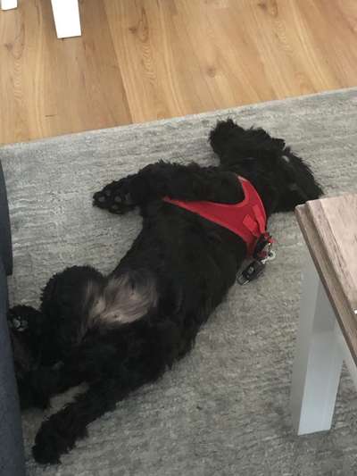 Welpen Bilder !-Beitrag-Bild