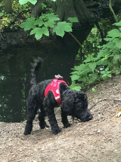 Die Dogorama Monats Challenge "Es grünt und blüht"-Beitrag-Bild