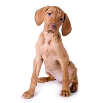 Hundetreffen-Welpentreffen in Oer-Erkenschwick-Profilbild