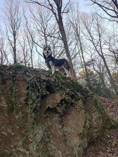 Dein Hund im Dogorama-Kalender 2021-Beitrag-Bild