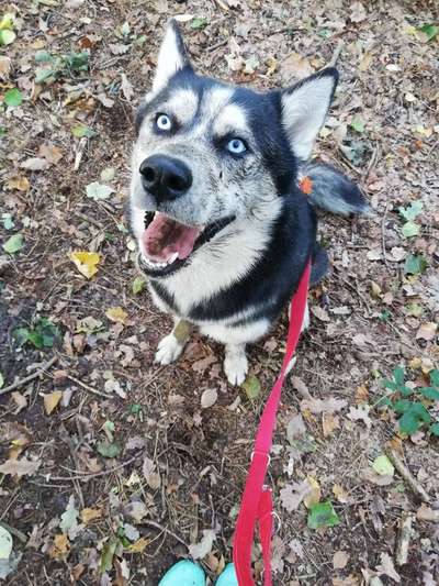 Dein Hund im Dogorama-Kalender 2021-Beitrag-Bild