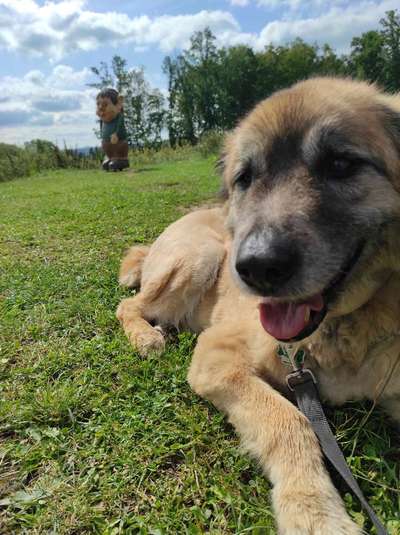 Die Dogorama Kalender Challenge Titelbild-Beitrag-Bild