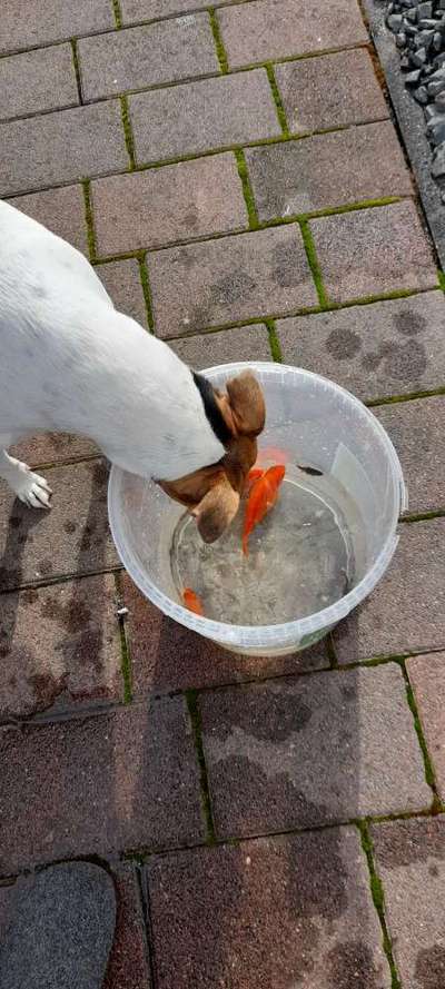 Fotochallenge Nr. 51 "Euer Hund mit anderen Tieren"-Beitrag-Bild