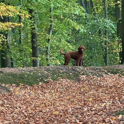 Hundetreffen-Play Date 🐩🐕-Bild