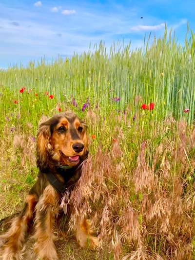 Die Dogorama Monats Challenge "Es grünt und blüht"-Beitrag-Bild