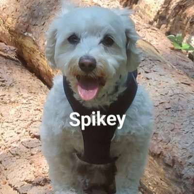 Hundetreffen-Treffpunkt Spaziergang