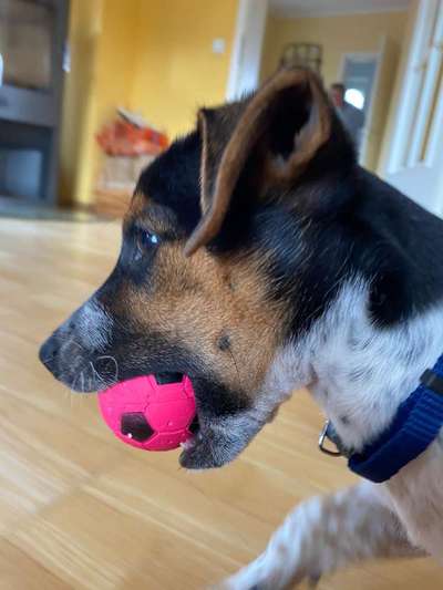 Welpen Bilder !-Beitrag-Bild