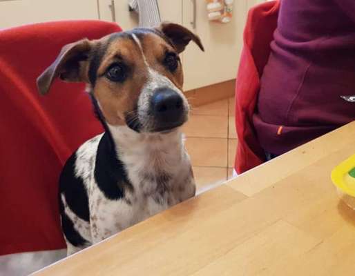 31. Handy - Fotochallenge
Vierbeiner mit am Tisch-Beitrag-Bild