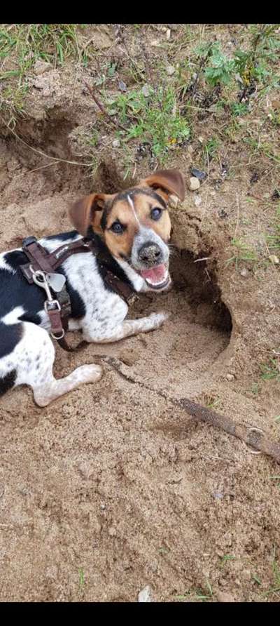 Dogorama Photo Challenge - Gassipause-Beitrag-Bild