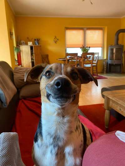 Jack Russel Terrier-Beitrag-Bild
