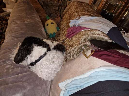 Alles rund um den Pudel-Beitrag-Bild