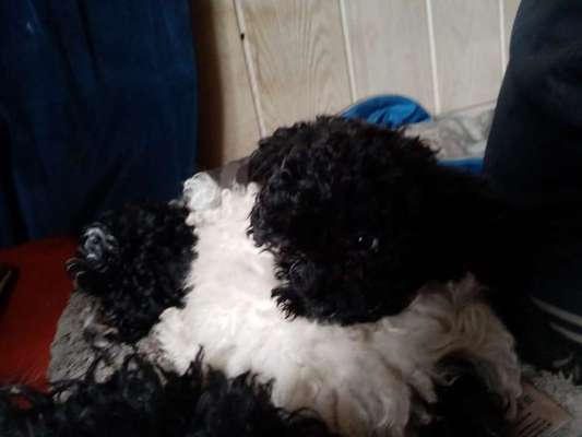 Alles rund um den Pudel-Beitrag-Bild