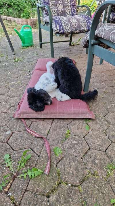 Alles rund um den Pudel-Beitrag-Bild