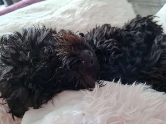 Alles rund um den Pudel-Beitrag-Bild