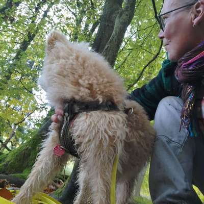 Hundetreffen-Social Walk-Bild