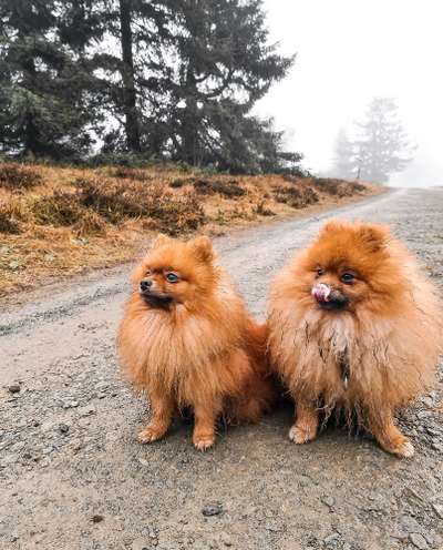 Pomeranian-Beitrag-Bild