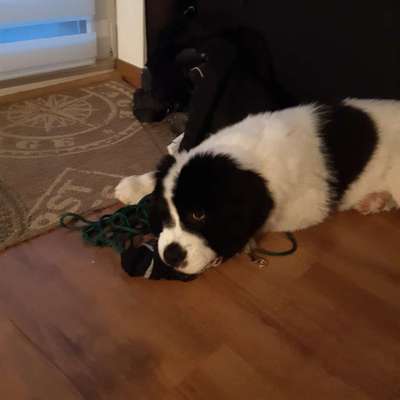 Seltene Rassen!-Beitrag-Bild