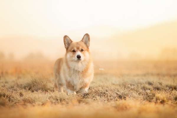 %{de_profession_title}-Fotosession - Espresso-Bild